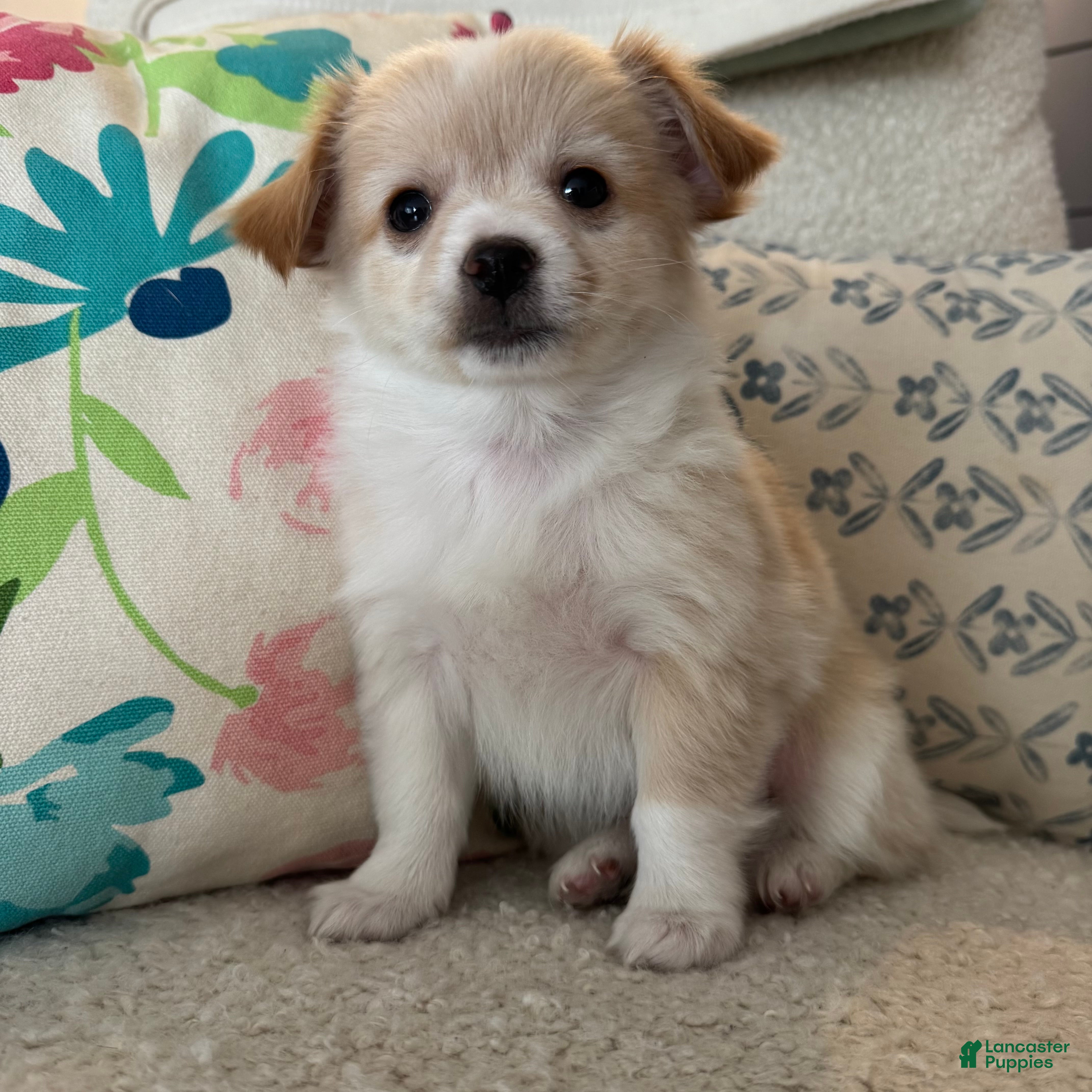 Chihuahua dogs Chaz - Ad 28