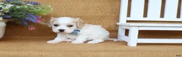 Cavachon dogs for sale: Tucker - Ad 3