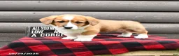 Welsh Corgi Pembroke dogs for sale: Maxon - Ad 1