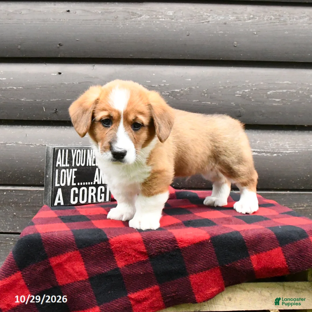 Welsh Corgi Pembroke dogs for sale: Maxon - Ad 1
