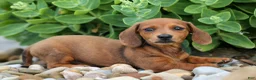 Miniature Dachshund dogs for sale: Tyson 💙 - Ad 7