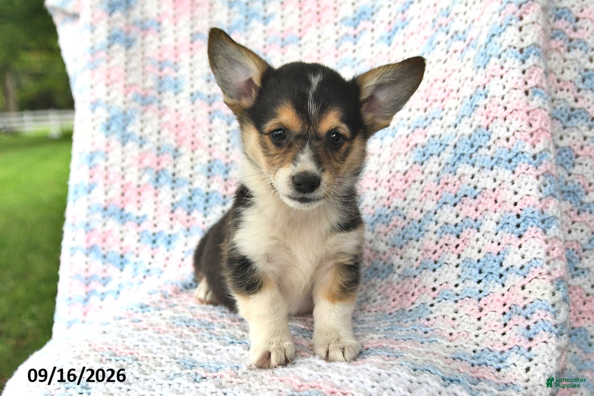 Welsh Corgi Pembroke dogs Austin - Ad 1
