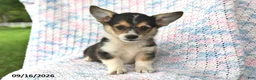 Welsh Corgi Pembroke dogs for sale: Austin - Ad 1