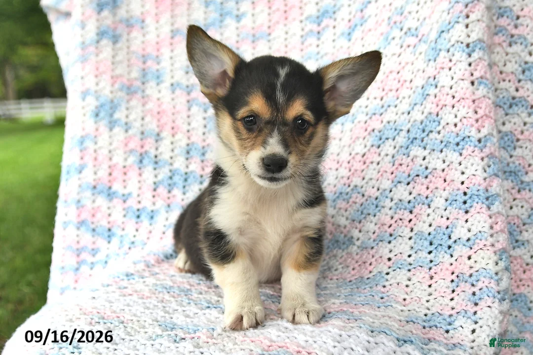 Welsh Corgi Pembroke dogs for sale: Austin - Ad 1