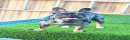 French Bulldog dogs for sale: French Bulldog 1 - Ad 2