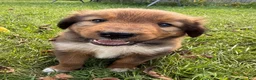 Mixed Breed dogs for sale: Miley - Ad 9