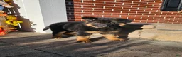 German Shepherd dogs for sale: Remi - Ad 7