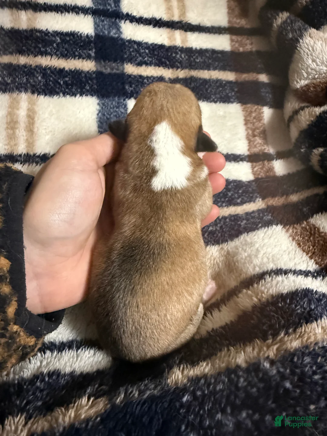 Welsh Corgi Pembroke dogs for sale: Welsh Corgi Pembroke Puppy 6 - Ad 2