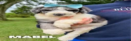 Goldendoodle dogs for sale: Mabel - Standard F1b - Ad 1