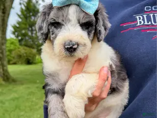 Goldendoodle dogs Mabel - Standard F1b - Ad 30