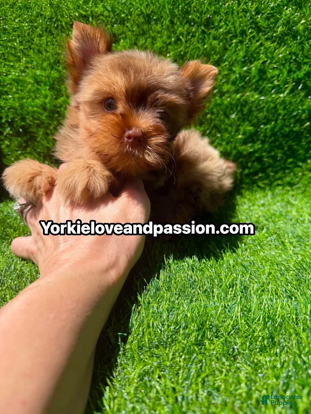Yorkshire Terrier dogs for sale: Red chocolate Merle female  - Ad 1