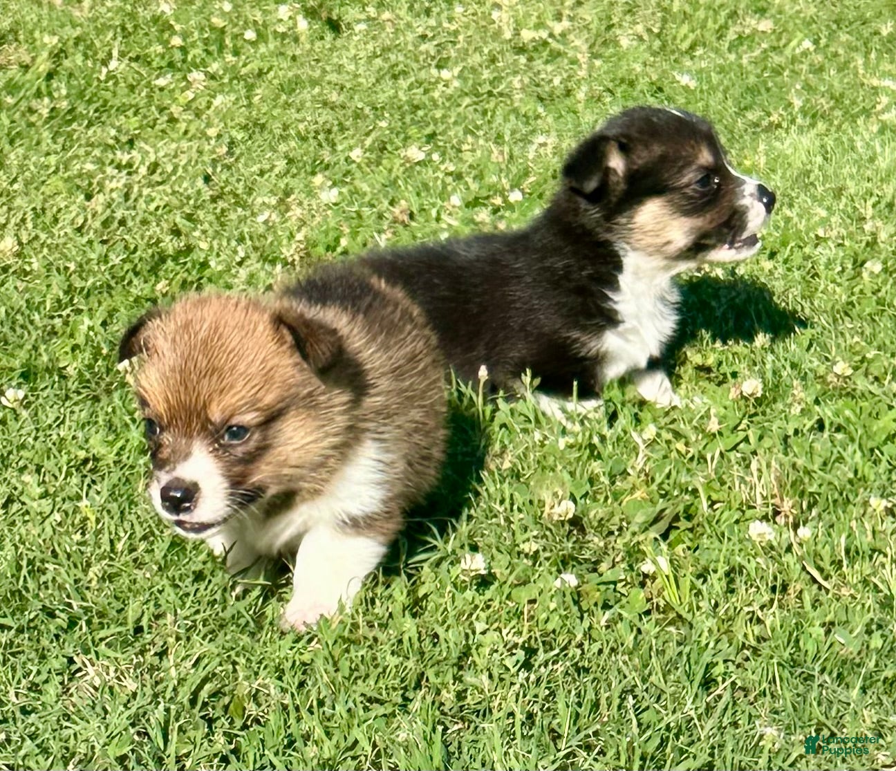 Welsh Corgi Pembroke dogs Welsh Corgi Pembroke Puppy 3 - Ad 36