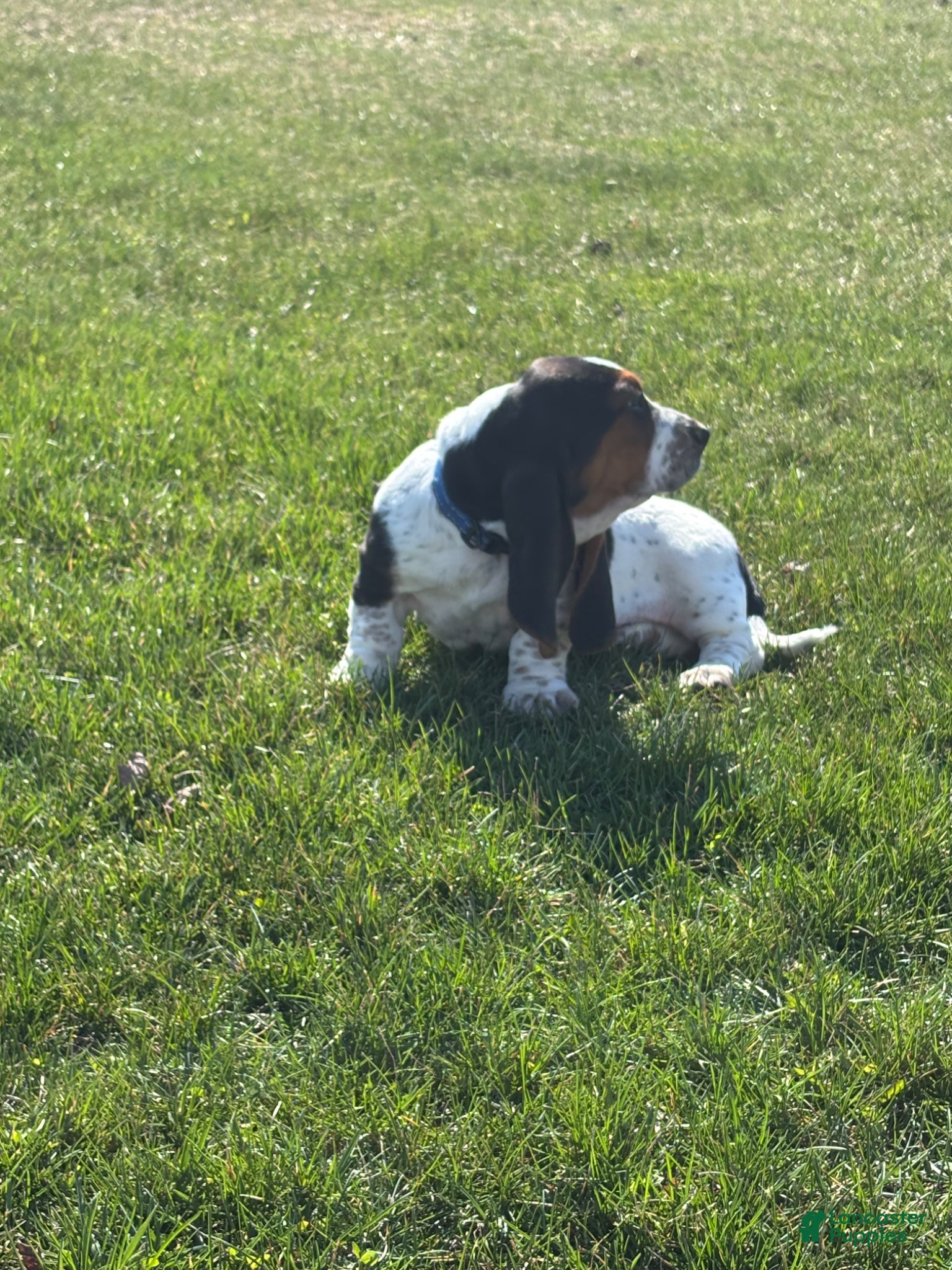 Basset Hound dogs Basset Hound Puppy 3 - Ad 2