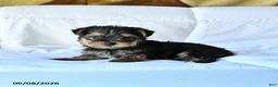 Yorkshire Terrier dogs for sale: Bingo - Ad 4