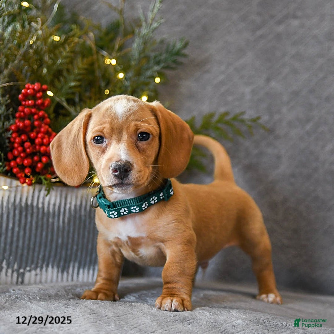 Miniature Dachshund dogs for sale: Sasha - Ad 2