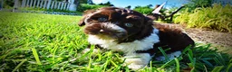 Havapoo dogs for sale: Bandit - Ad 6