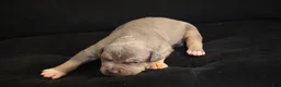American Bully dogs for sale: Mr.Vegas - Ad 8