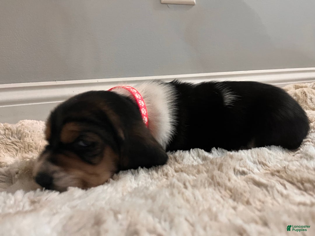 Basset Hound dogs for sale: Thelma - Ad 4