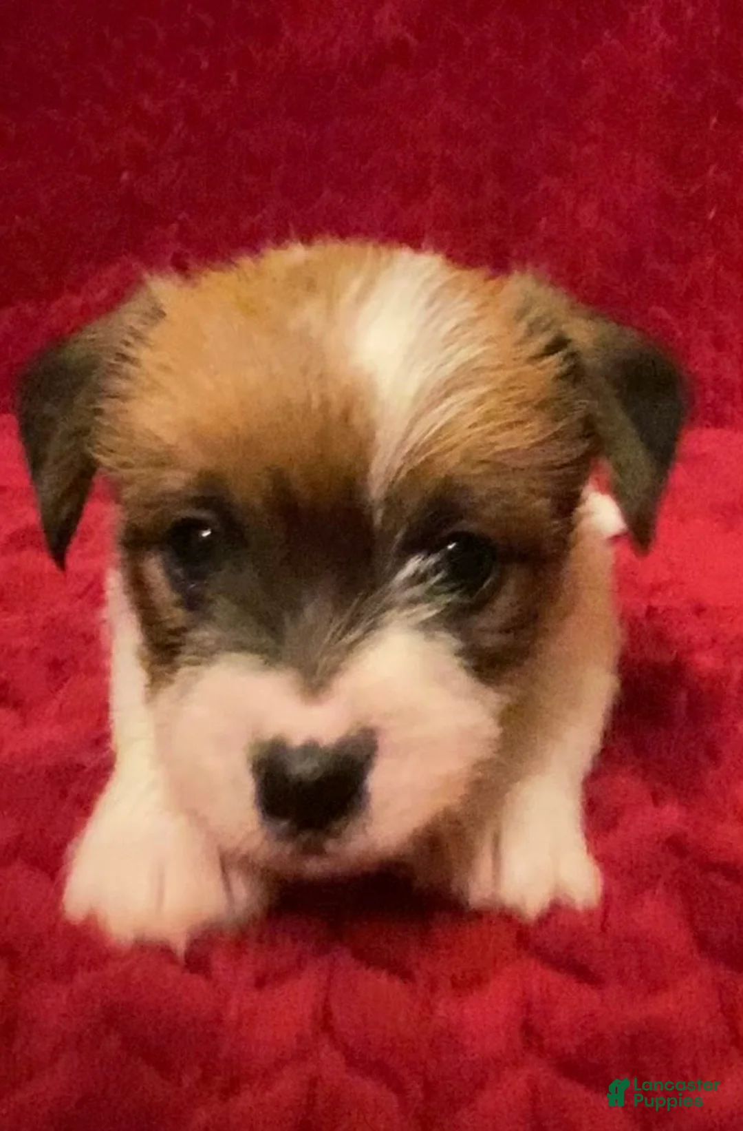 Jack Russell Terrier dogs for sale: Jack Russell Terrier Puppy 3 - Ad 6