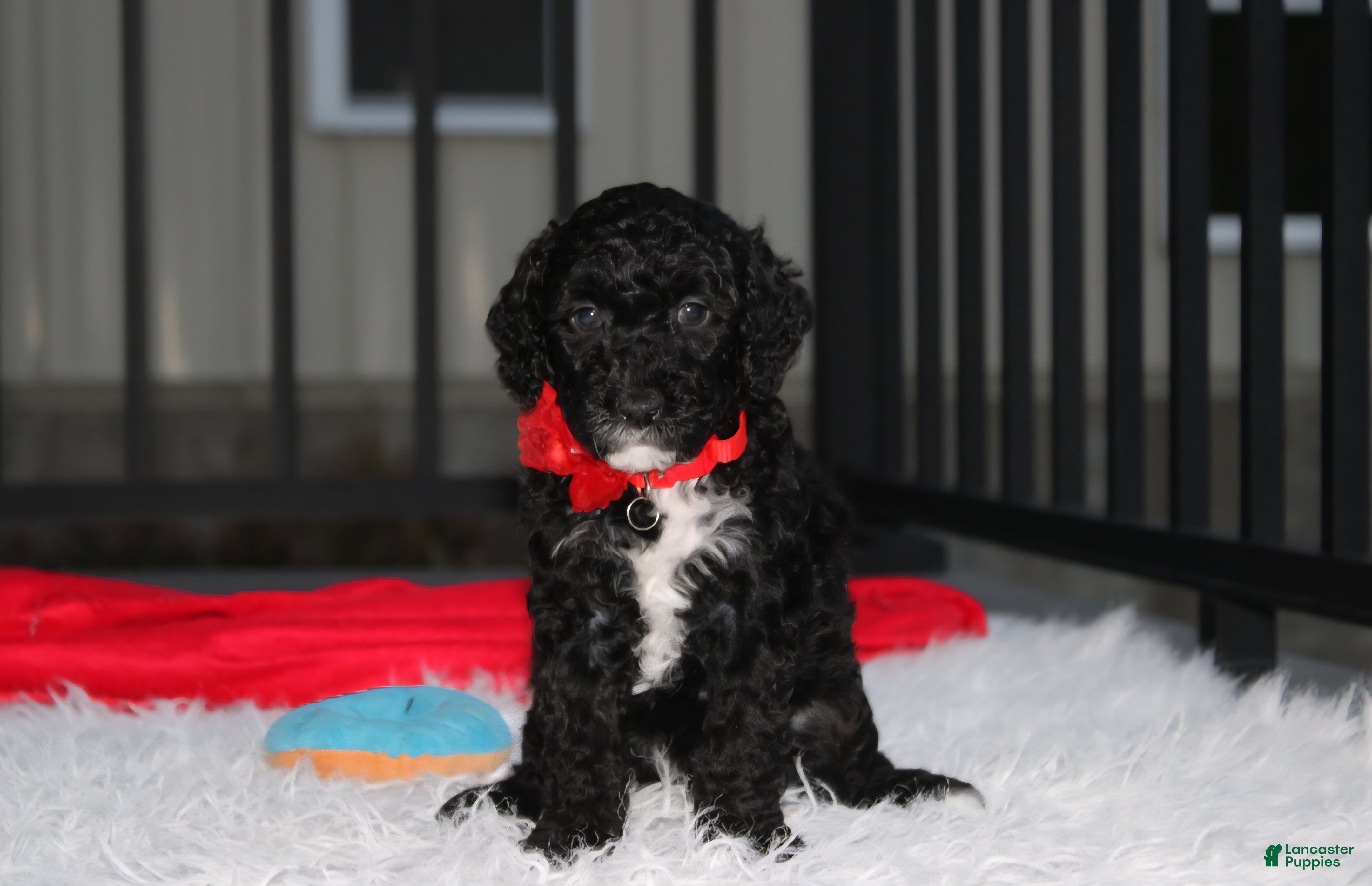 Miniature Poodle dogs for sale:  Bobby - Ad 1