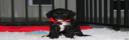 Miniature Poodle dogs for sale:  Bobby - Ad 1