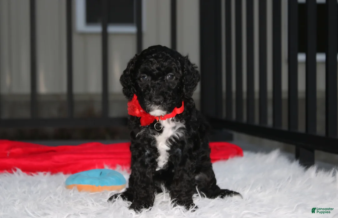 Miniature Poodle dogs for sale:  Bobby - Ad 1