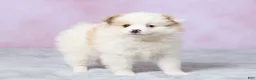 Pomeranian dogs for sale: Tulip - Ad 4