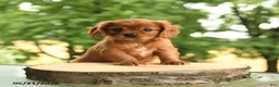 Cavalier King Charles Spaniel dogs for sale: Bennett - Ad 4