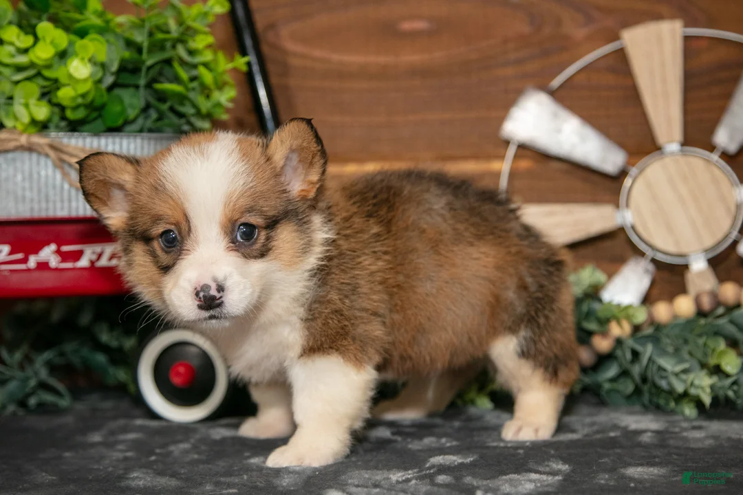 Welsh Corgi Pembroke dogs for sale: Buttercup - Ad 3