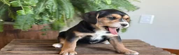 Mixed Breed dogs for sale: Betsy - Ad 5