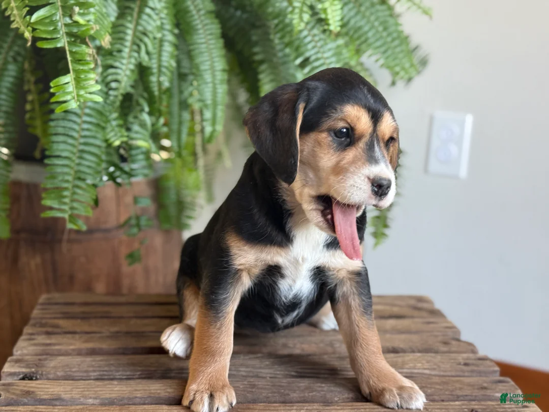 Mixed Breed dogs for sale: Betsy - Ad 5