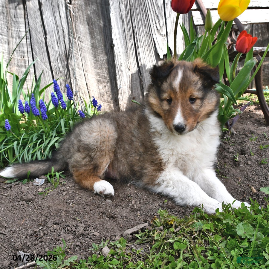 Shetland Sheepdog dogs Billy - Ad 1