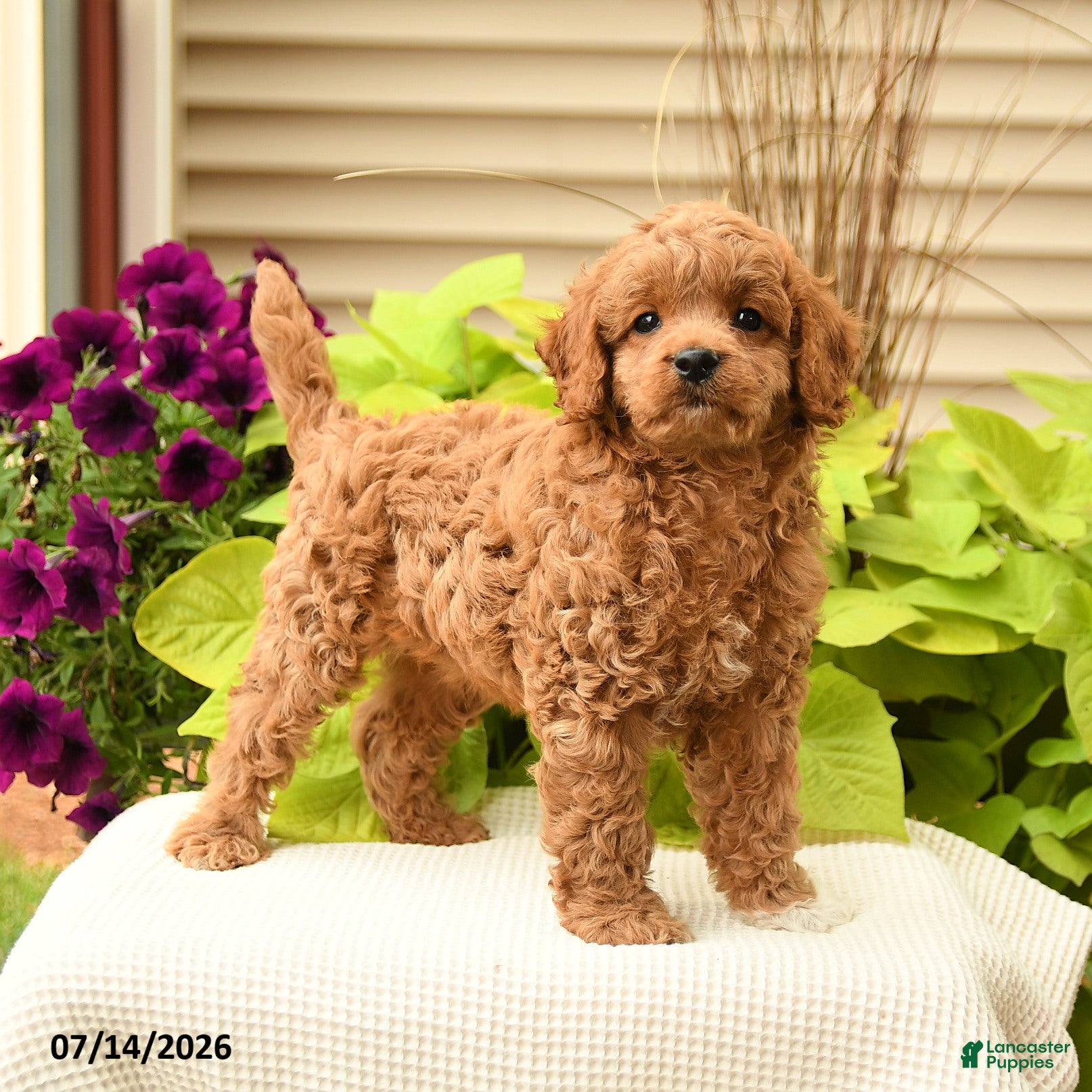 Cavapoo dogs Bubbles - Ad 2
