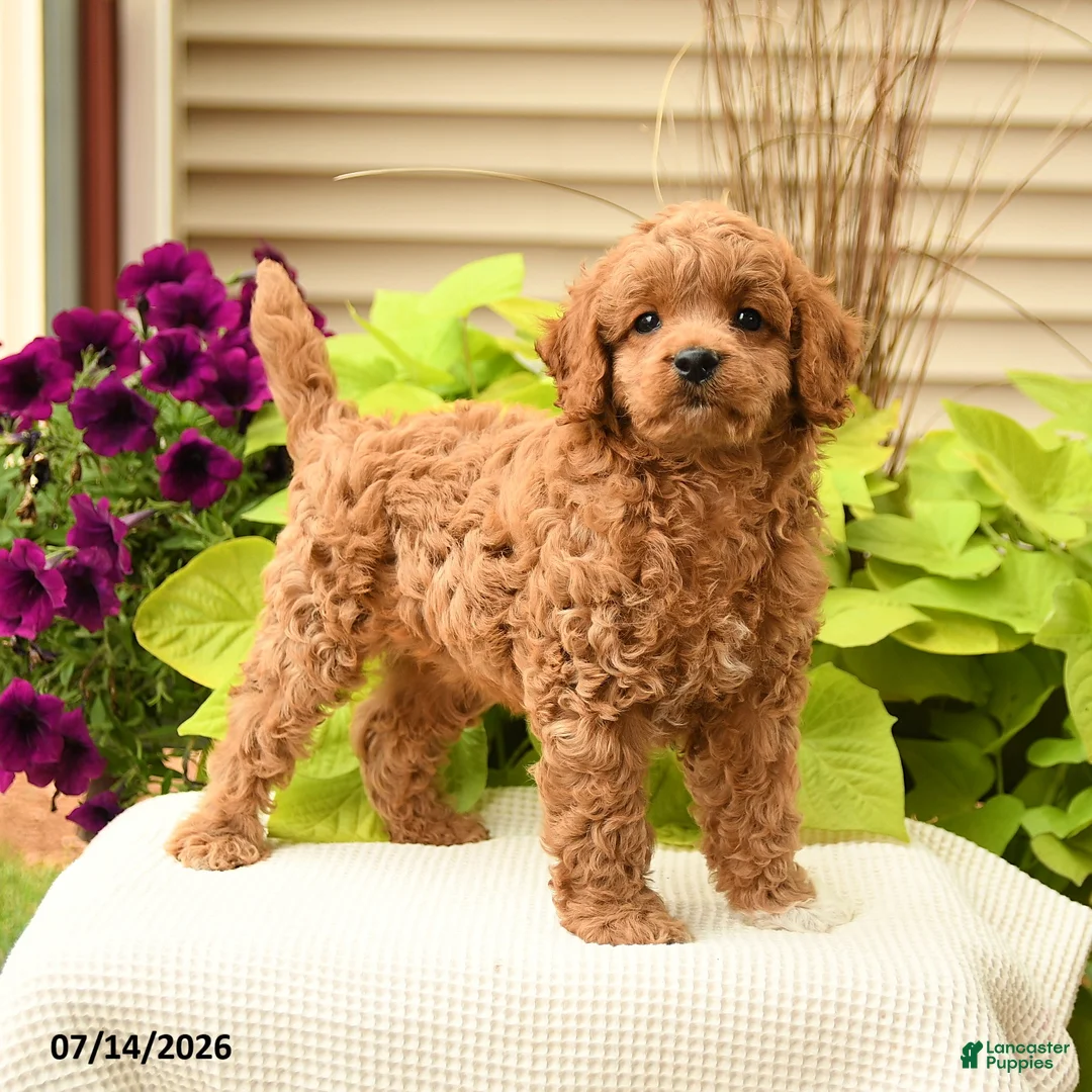 Cavapoo dogs for sale: Bubbles - Ad 2