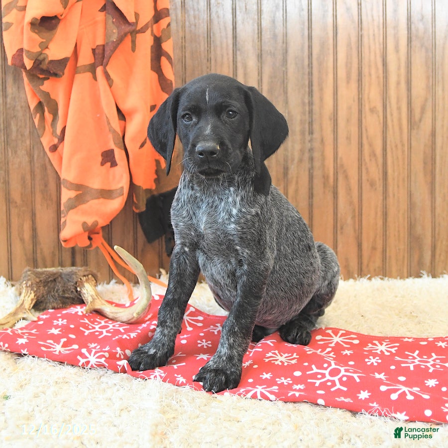 German Shorthaired Pointer dogs Dakota - Ad 8