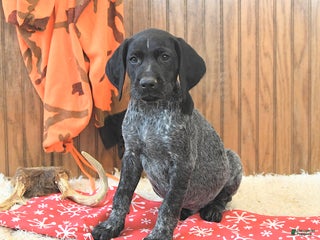 German Shorthaired Pointer dogs Dakota - Ad 8