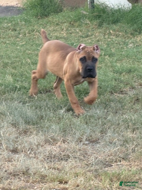 Cane Corso dogs Girl 1  - Ad 1