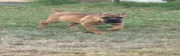 Cane Corso dogs for sale: Girl 1  - Ad 1