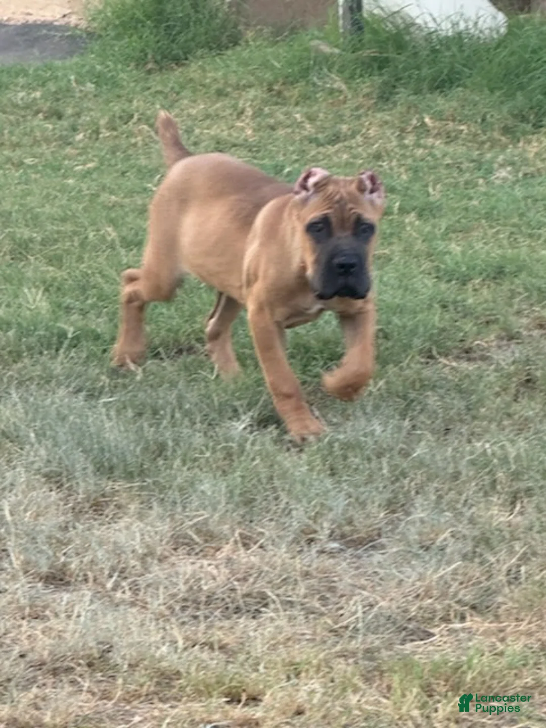 Cane Corso dogs for sale: Girl 1  - Ad 1