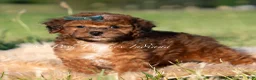 Toy Poodle dogs for sale: Rue AKC - Ad 1