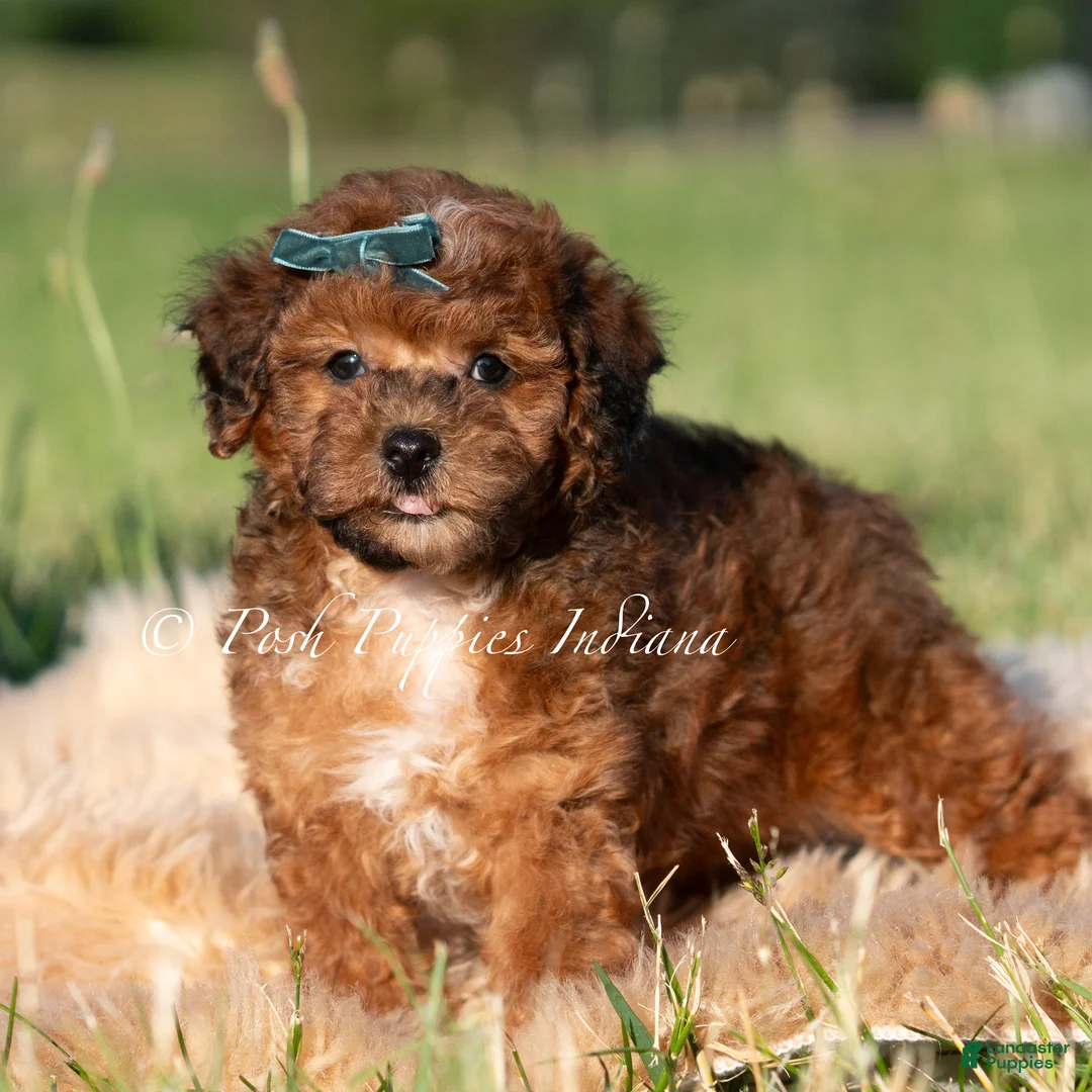 Toy Poodle dogs for sale: Rue AKC - Ad 1