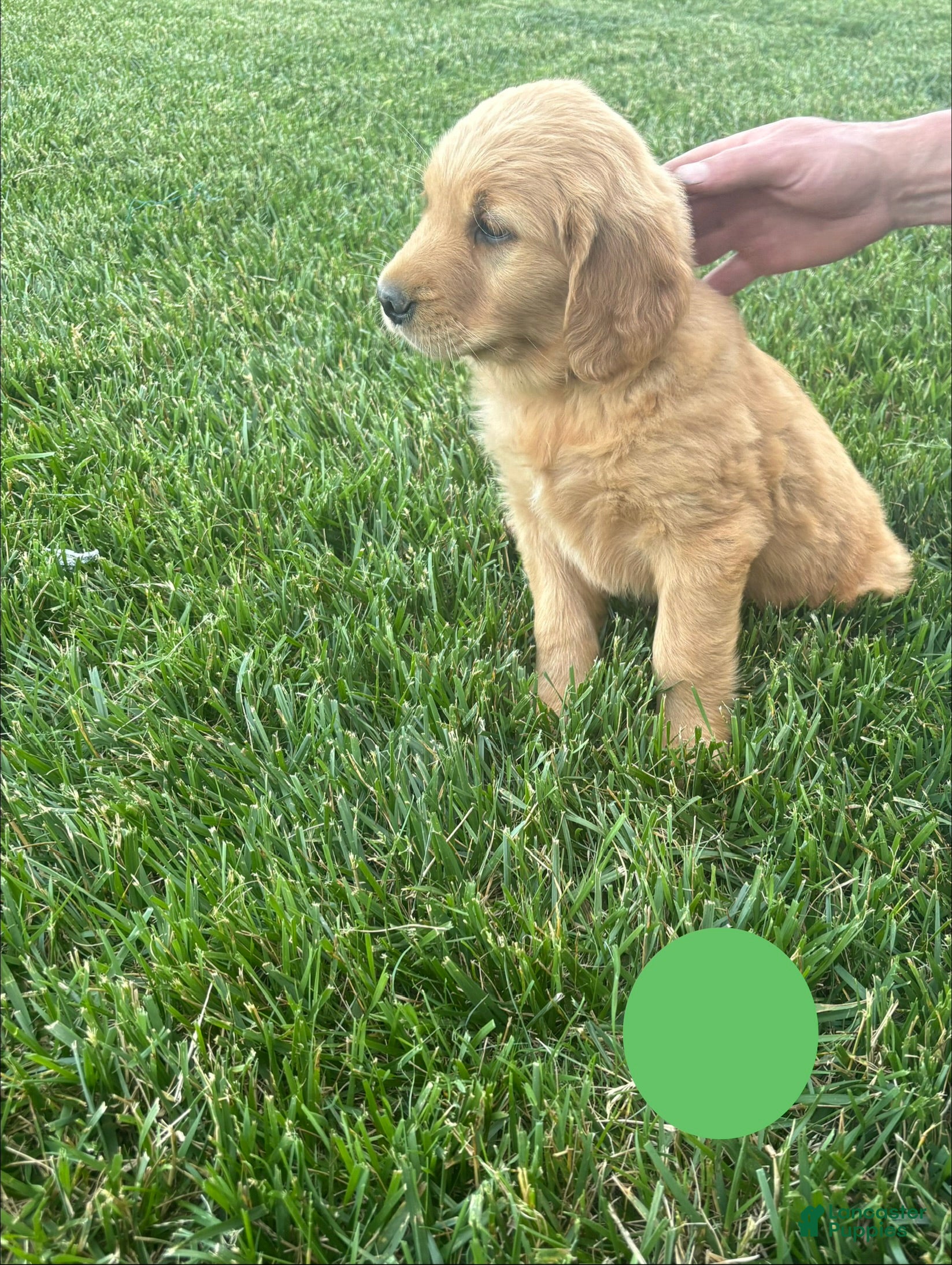 Chase