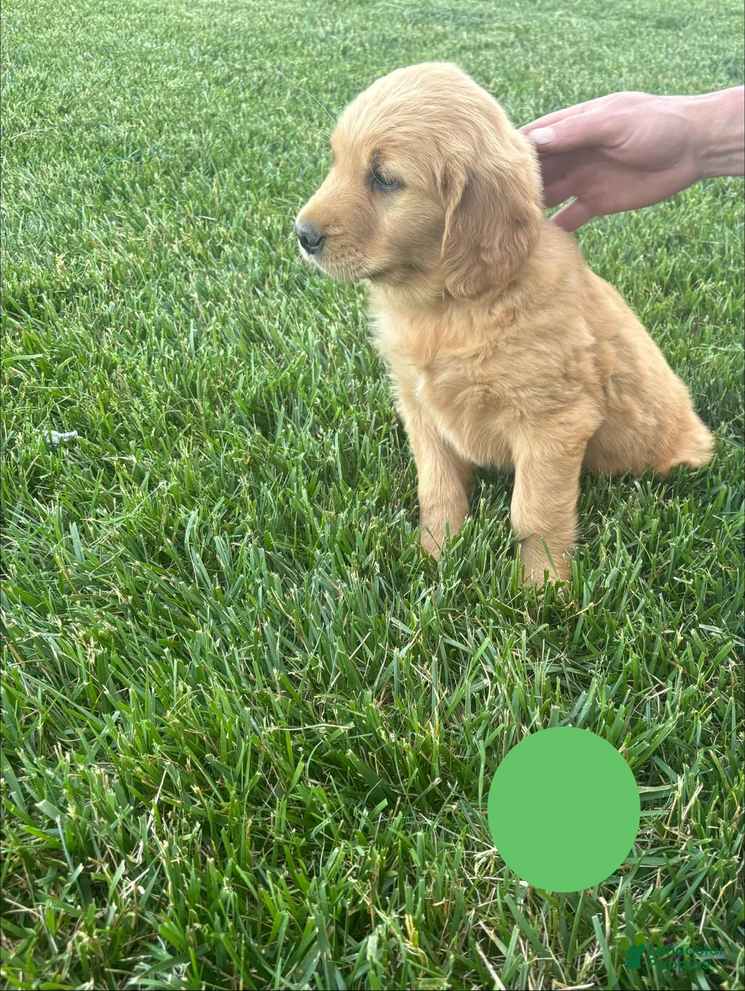 Golden Retriever dogs for sale: Chase - Ad 1