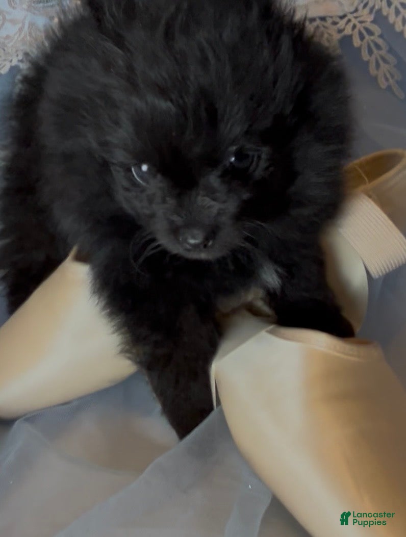 Pomeranian dogs Trinity  - Ad 2