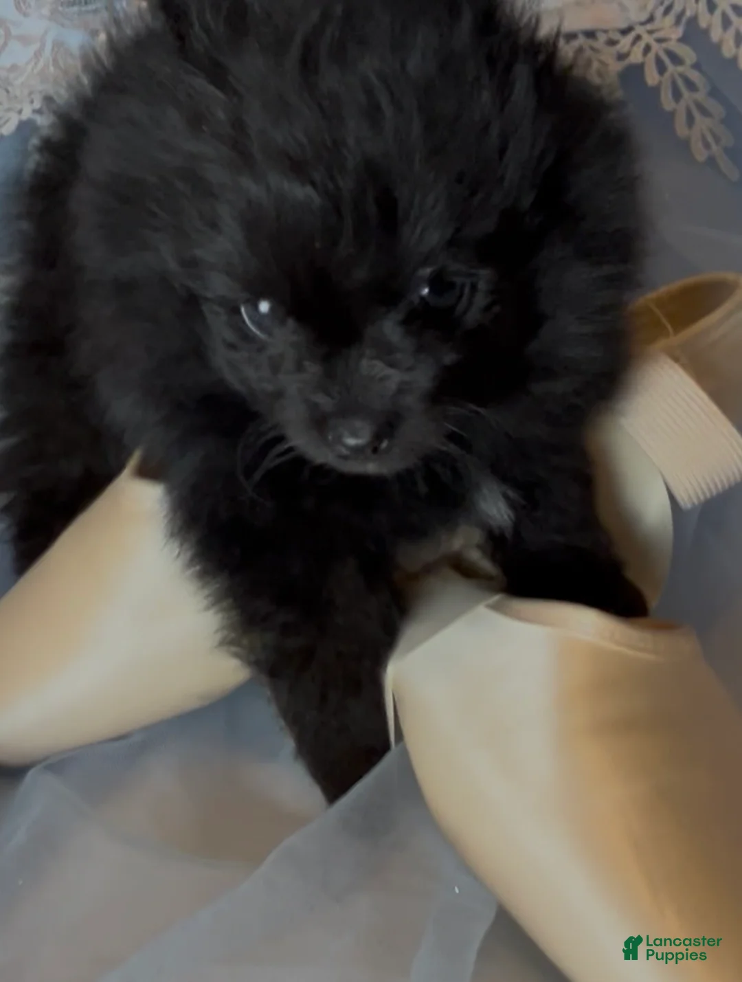 Pomeranian dogs for sale: Trinity  - Ad 2
