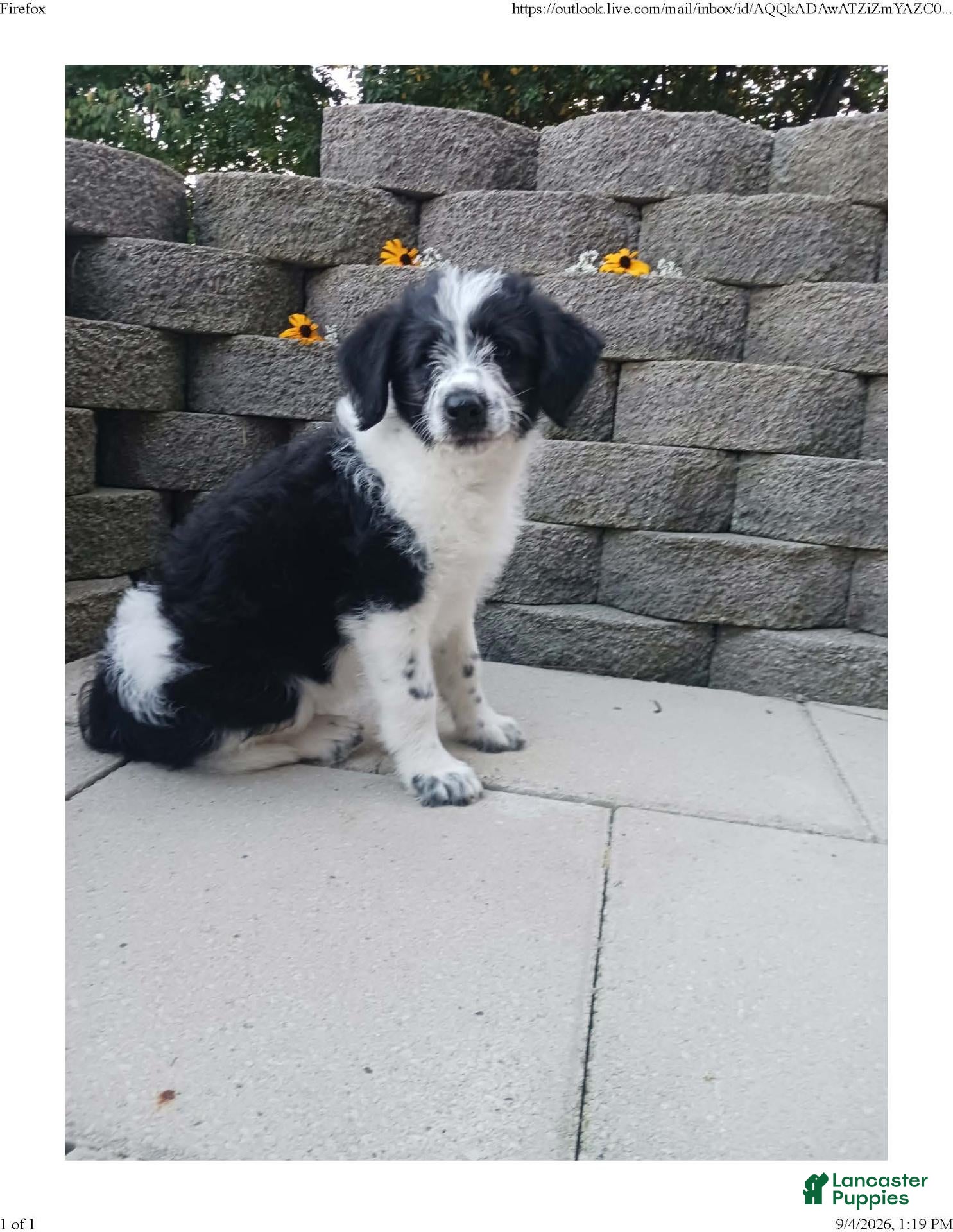 Mixed Breed dogs Russ - Ad 2