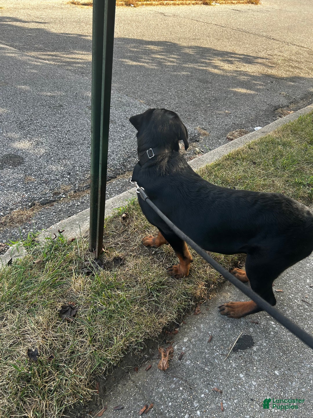 Rottweiler dogs for sale: Loki  - Ad 4