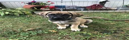 English Mastiff dogs for sale: English Mastiff 1 - Ad 2