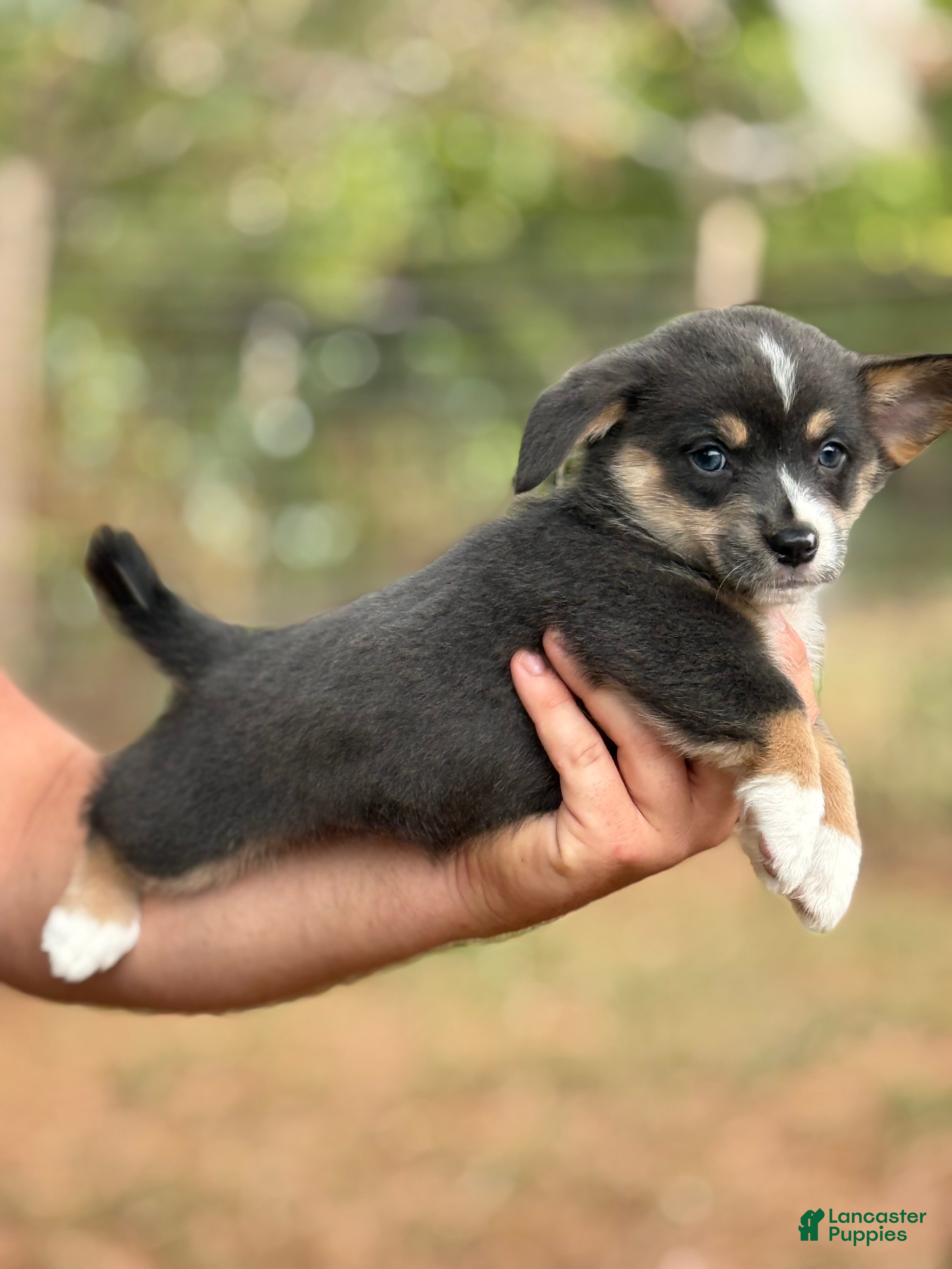 Mixed Breed dogs Bluie Full tail - Ad 6