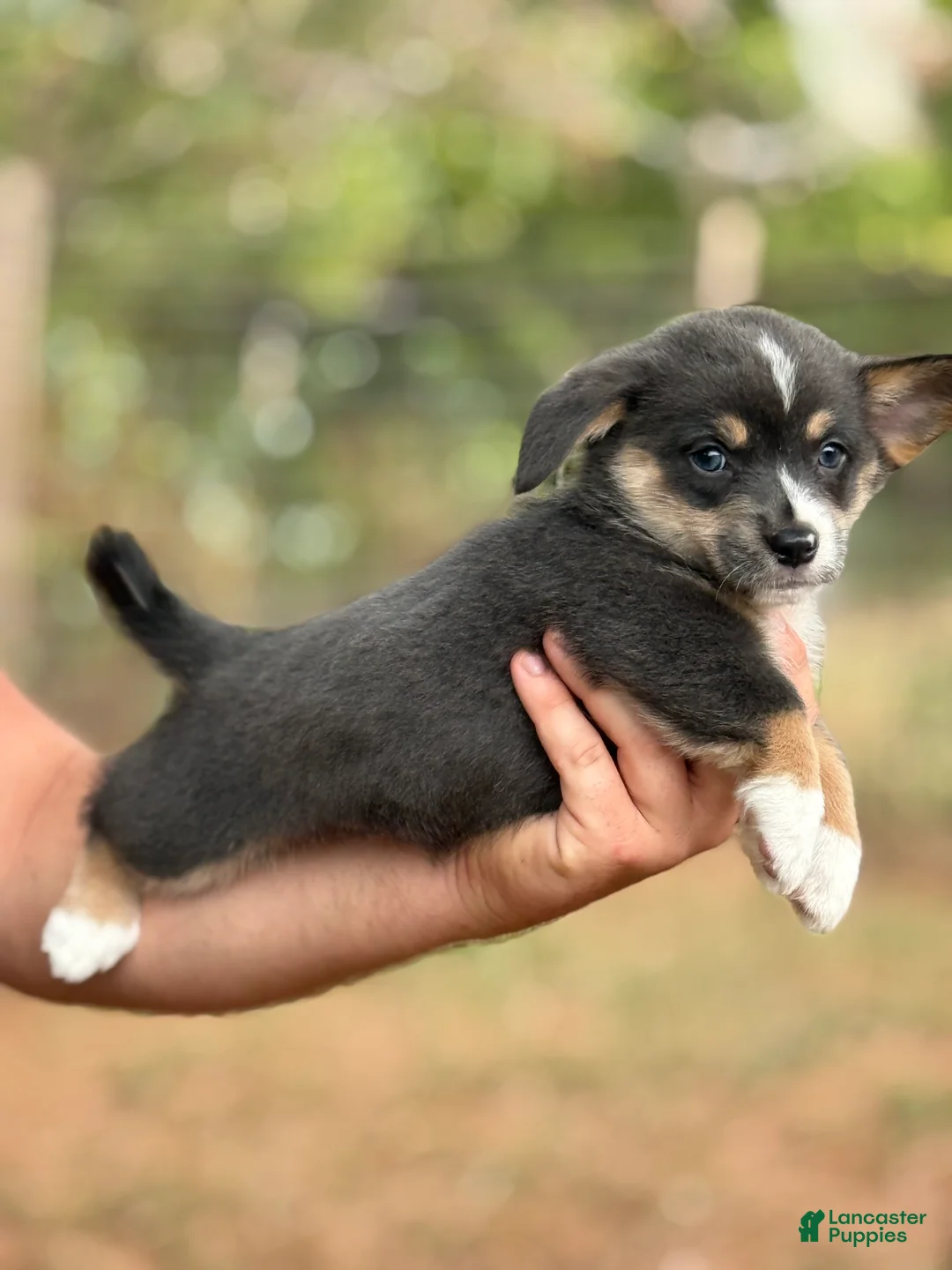 Mixed Breed dogs for sale: Bluie Full tail - Ad 1